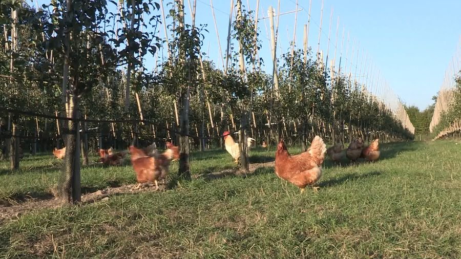 Gallinas libres pastoreando en campo abierto